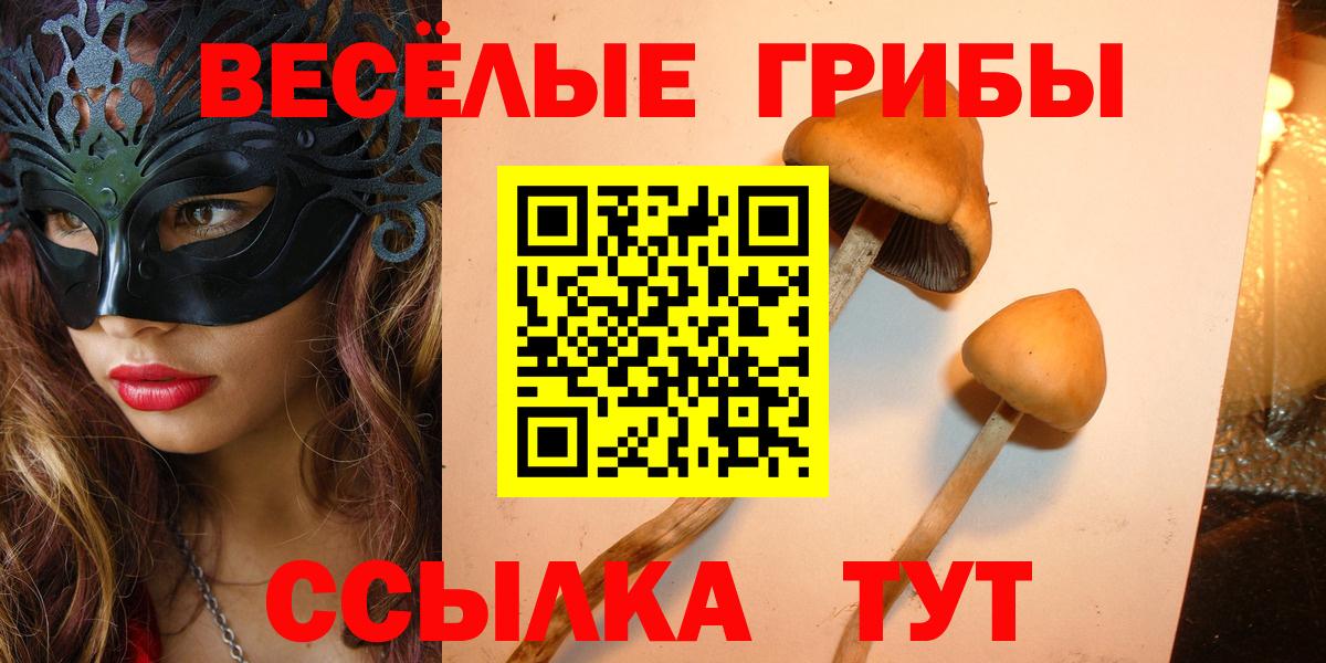 Псилоцибиновые грибы Cubensis Камышин